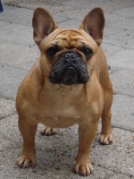 Étalon Bouledogue français - Winaty's Enigma