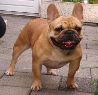 Étalon Bouledogue français - Winaty's Hyacinth