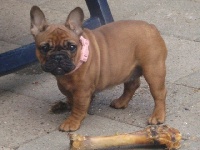 Étalon Bouledogue français - Winaty's Lil'bit of magic