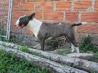 Étalon Bull Terrier Miniature - Fantasy Des gardiens de gaia