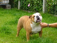 Étalon Bulldog Anglais - seabright silver Showgirl