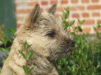 Étalon Cairn Terrier - Giselle De l'écrin de la houblonnière