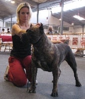 Étalon Cane Corso - Rothorm Jy Dream Assai