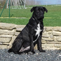 Étalon Cane Corso - Flanelle Du Dome D'emeraude