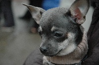 Étalon Chihuahua - Jaïlys (Sans Affixe)
