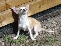 Étalon Chihuahua - Fawn Des Petits Diablotins