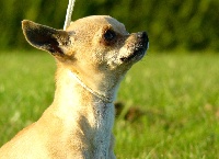 Étalon Chihuahua - Magdi dit eva (Sans Affixe)