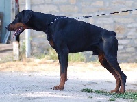 Étalon Dobermann - Vasko-nitro de La villa de channes