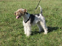 Étalon Fox Terrier Poil Dur - Eron De la barriere rouge