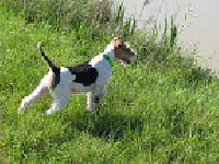 Étalon Fox Terrier Poil Dur - Elssie du Haillet des Corneiredes