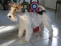 Étalon Fox Terrier Poil Dur - Elsa de platemare
