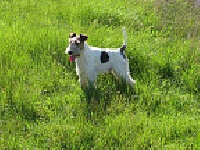 Étalon Fox Terrier Poil Dur - Eliot du domaine de la traie