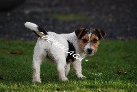 Étalon Jack Russell Terrier - Dolce vita Du clos des dolls
