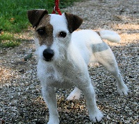 Étalon Jack Russell Terrier - Something Else Ed limited twoo