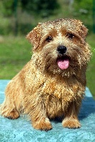 Étalon Norfolk Terrier - raghound I love you 'chily'