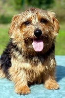Étalon Norfolk Terrier - catastrofe's Flower power 'nina'