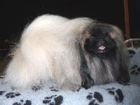 Étalon Pekinois - CH. livanda Tosgre