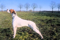 Étalon Pointer - CH. dansk dynasty Eva