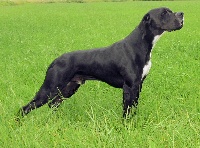 Étalon Pointer - CH. dansk dynasty Avanti dion