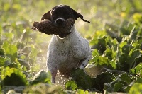 Étalon Pointer - CH. dansk dynasty Chico