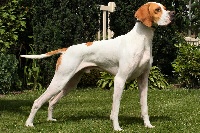 Étalon Pointer - CH. dansk dynasty Doede