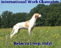 Étalon Pointer - CH. Rebecca (Sans Affixe)