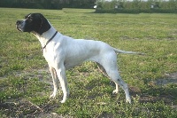 Étalon Pointer - CH. dansk dynasty Elsa