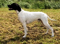 Étalon Pointer - CH. dansk dynasty Benjam-blaze