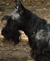 Étalon Scottish Terrier - Belphegora Della Roccacia di Modigliana