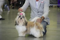 Étalon Shih Tzu - Jubilation lee de la sagesse d'Orient