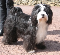 Étalon Terrier Tibetain - Damoiselle dakota (dite tendzen) Du moulin de la durandière