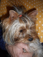 Étalon Yorkshire Terrier - Maya De Cans D'aragon
