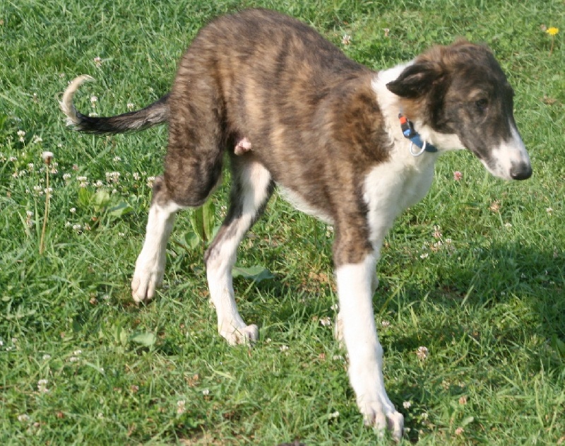 Publication : des Plaines de Paudelle Auteur : Mlle font aucéany