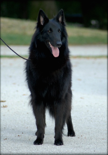 CH. la rosa tatuata Callas