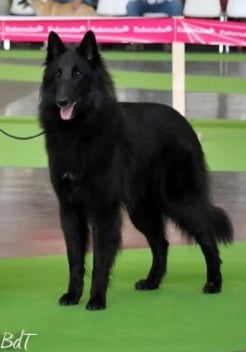 Publication : des Loups De Mousette Auteur : BdT