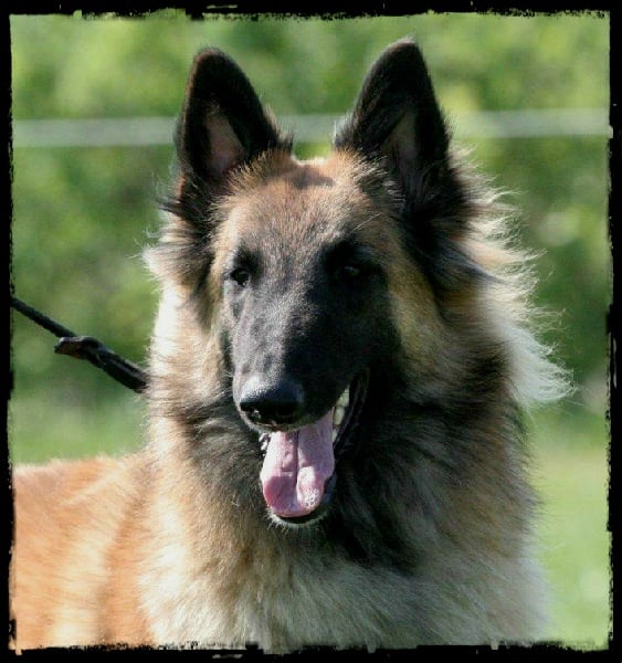 Publication : des Loups De Mousette Auteur : Max