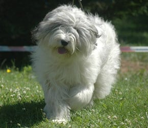 Bergame du Clos des Vignettes