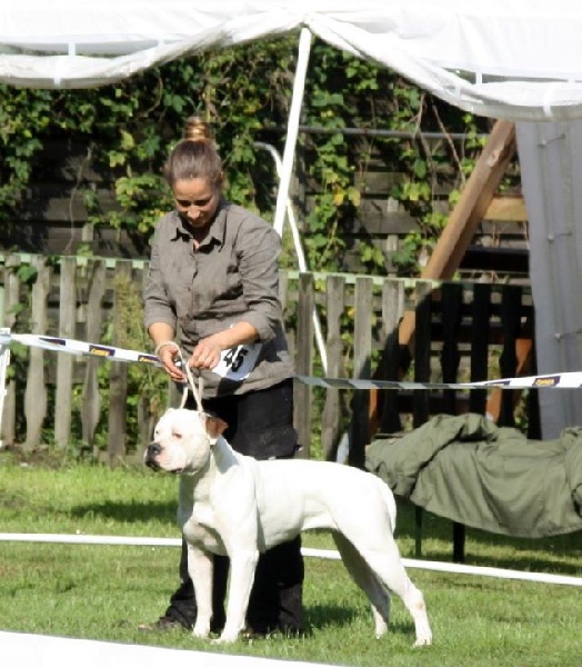 Publication : (Sans Affixe) Auteur : United's bull Rosita expo 08/11