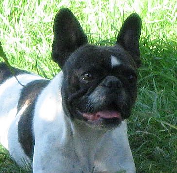 Camomille (Sans Affixe)