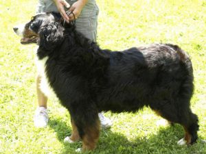 CH. zalaparti-berni Kuriosum kelly