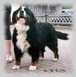 CH. Wekerlei-nagymedge Kitti