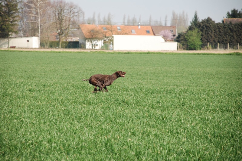 Dok de la lande de mestry