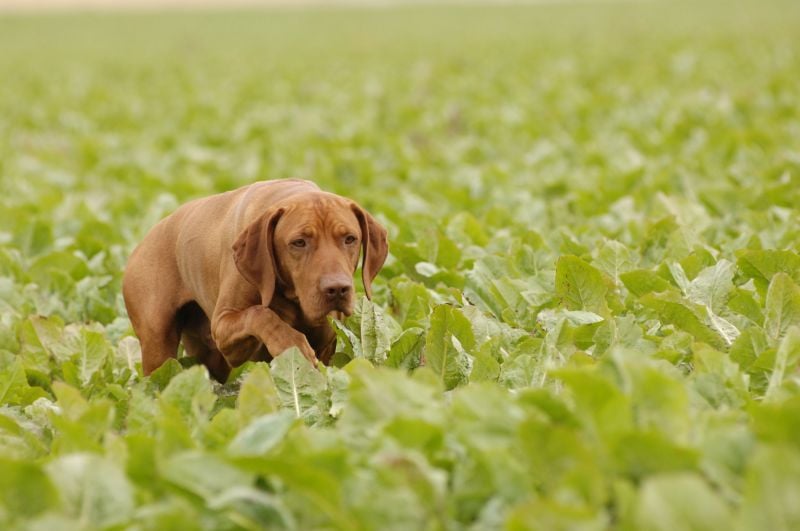 Publication : des flèches du Ponthieu Auteur : M. Arnaud Desaintjean