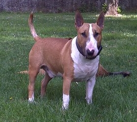 Publication : Rosanimae