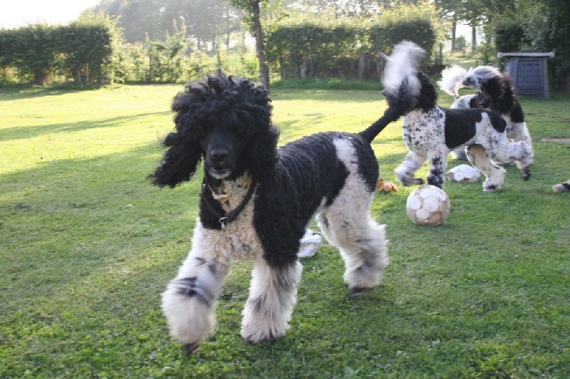 Publication : Des Truffes D'argent 