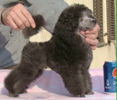 Publication : Vannjty Auteur : SILVER JOKER