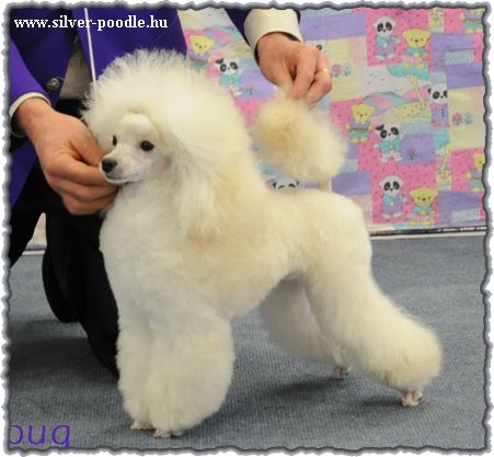 CH. Dorian gray's Jitterbug 27cm