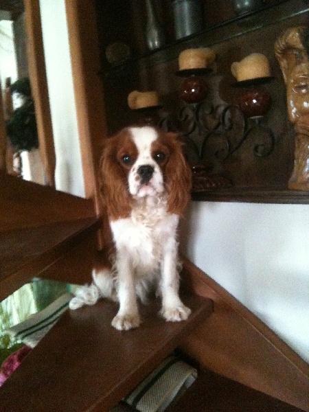 Publication : Des Joyeux Petits Filous Auteur : Catherine bousquet