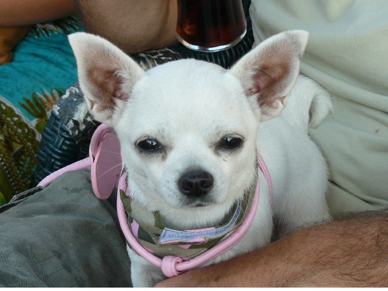 Publication : du domaine de la Seigneurie Auteur : Mlle Vizcaino