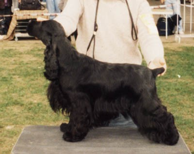 CH. Extra boy z'vejminku